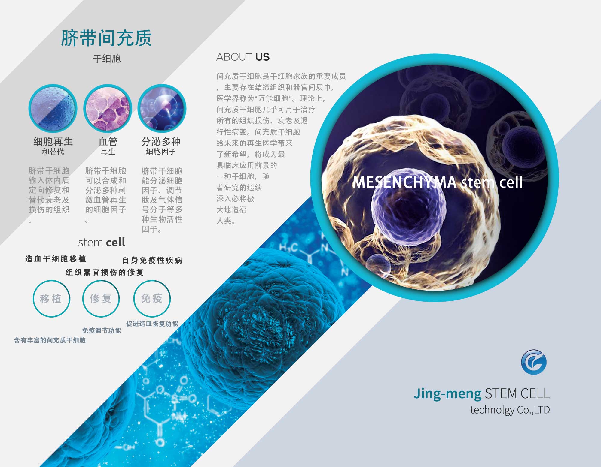 间充质干细胞-内蒙古京蒙高科干细胞技术有限公司【官网】